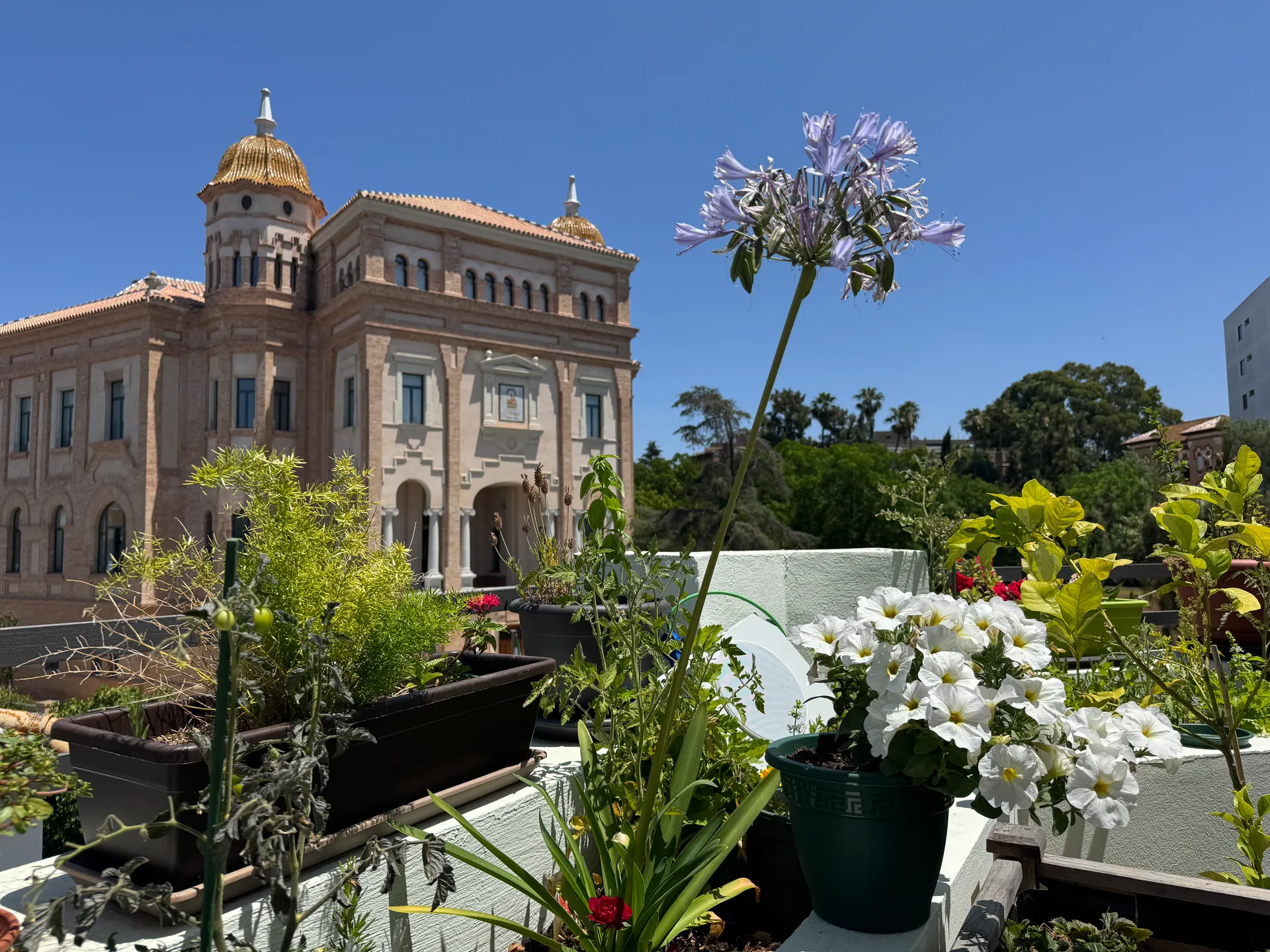 cuidar-plantas-puede-cambiar-tu-vida