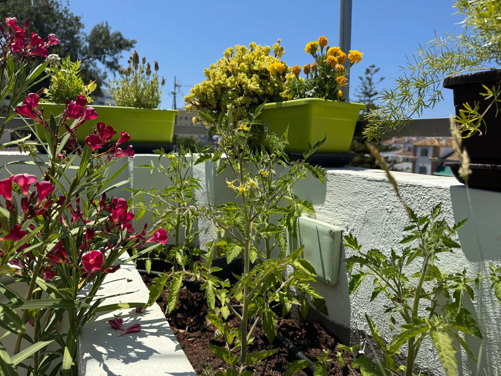 plantas terraza