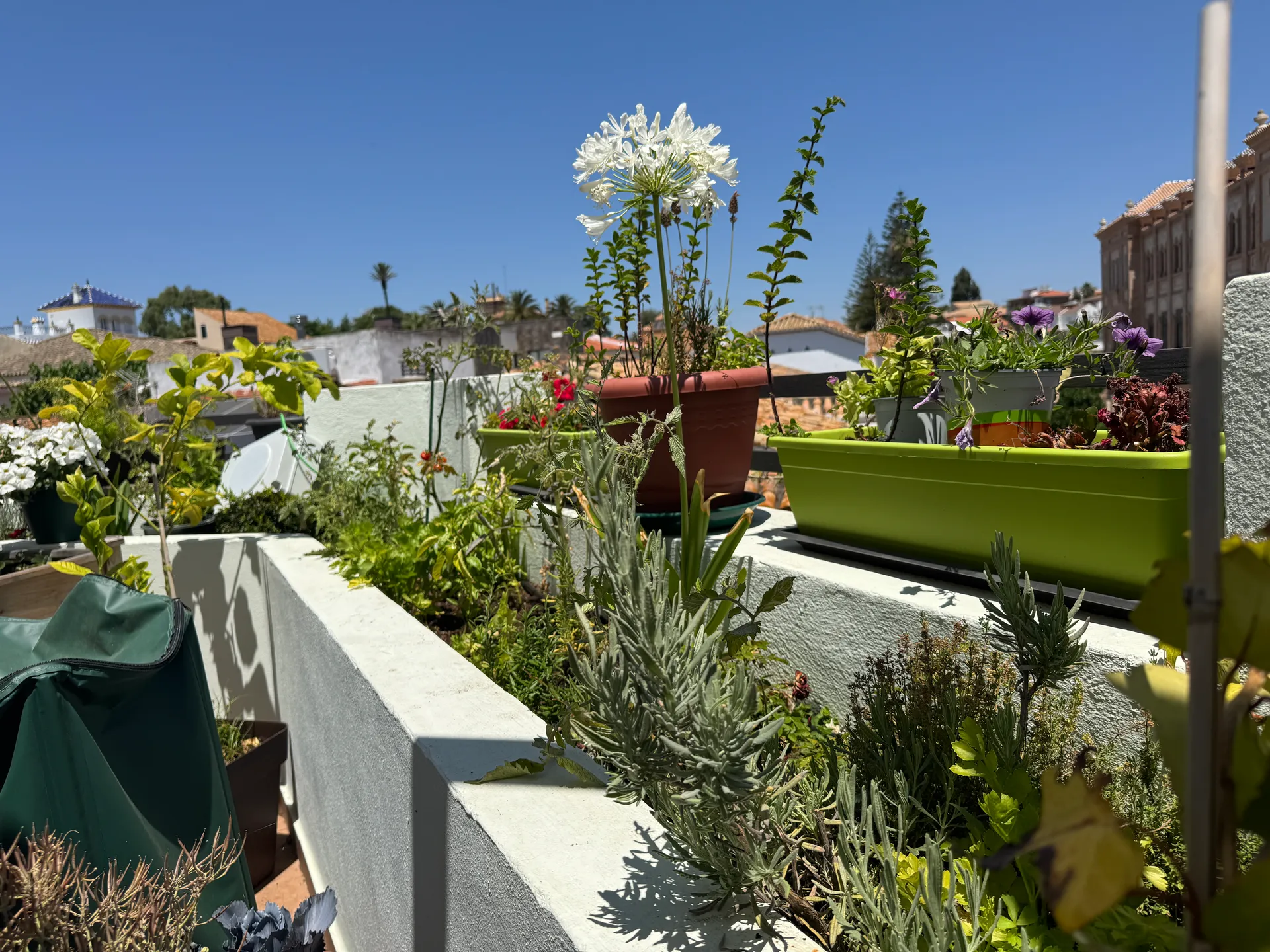 plantas rooftop